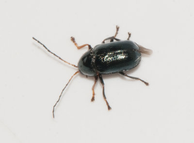 Cryptocephalus nitidus ( Svart fallbagge )