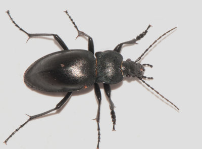 Carabus glabratus ( Stllpare )