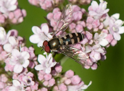 Melangyna umbellatarum ( Blank flickblomfluga )