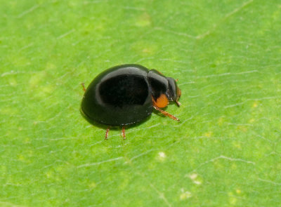 Parexochomus nigromaculatus ( Mattsvart hedpiga )