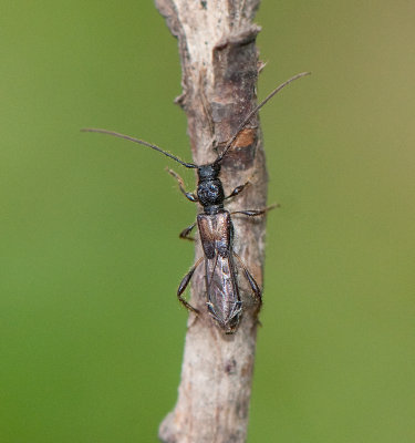 Glaphyra umbellatarum ( Apelbock )