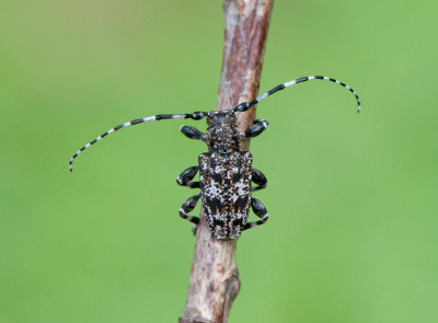 Aegomorphus clavipes ( Spindelbock )