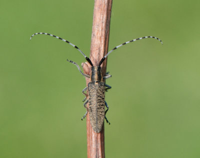 Agapanthia villosoviridescens ( Tistelbock )