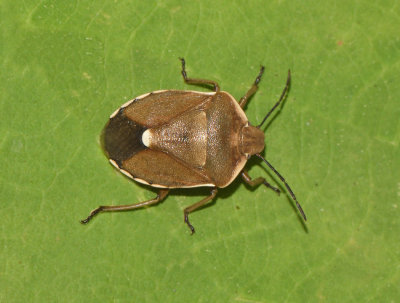 Chlorochroa pinicola ( Tallbrfis )