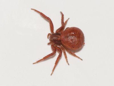 Xysticus obscurus ( Lappkrabbspindel )