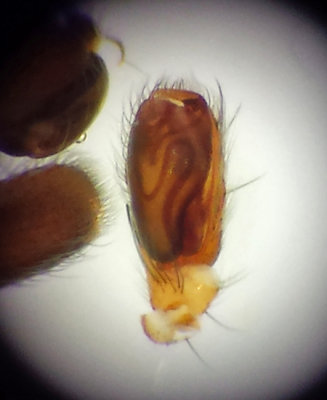 Bjrkng Halland 3.9-16 Adult Male palp