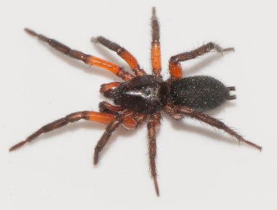 Gnaphosa bicolor ( Rdlrsspindel )