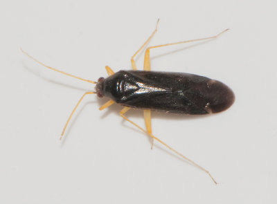 Phylus coryli