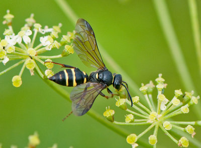 Hymenoptera ( Steklar )
