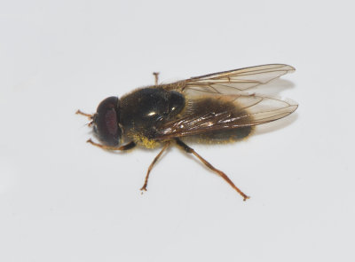 Cheilosia canicularis ( Sen skrpblomfluga )