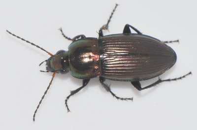 Poecilus versicolor ( Vrsollpare )  11,1 mm