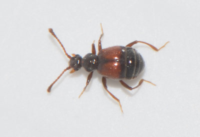 Rybaxis longicornis