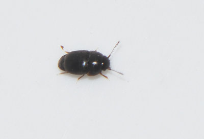 Acrotrichis brevipennis