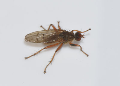 Scathophaga furcata