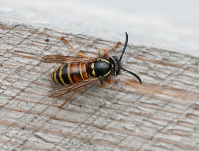 Vespula rufa ( Rdbandad geting )