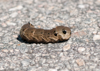 Deilephila elpenor ( Strre snabelsvrmare )