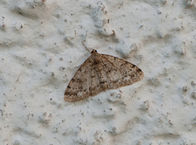 Parectropis similaria ( Grgul lavmtare )