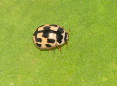 Propylea quatuordecimpunctata (Schackbrdspiga )