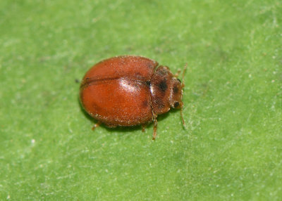 Cynegetis impunctata ( Klotnyckelpiga )