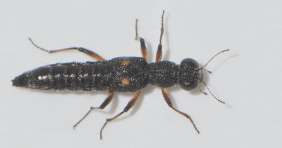 Stenus bimaculatus  7-8 mm