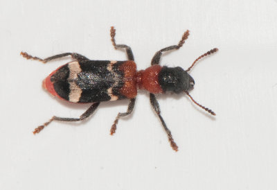 Thanasimus formicarius ( Myrbagge )