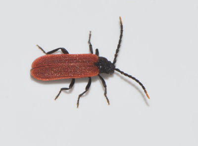 Lycidae ( Rdvingebaggar )
