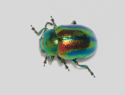 Chrysolina fastuosa ( Plisterbagge )