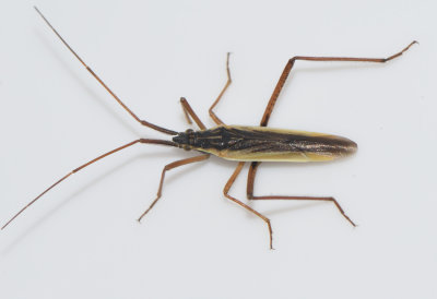 Notostira elongata