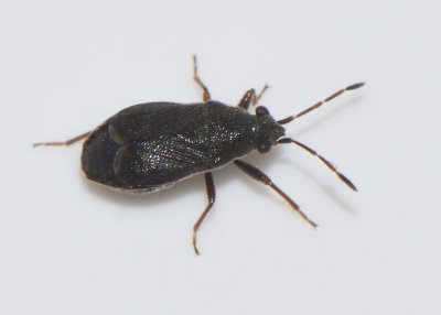 Stygnocoris rusticus