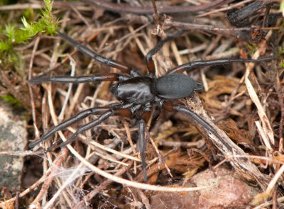 Gnaphosa lucifuga ( Alvarspindel )