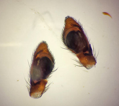 Subbe Halland 28.5-16 Palp Male