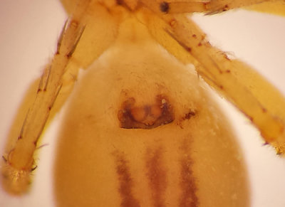 Broksckspindel ( Clubiona comta )