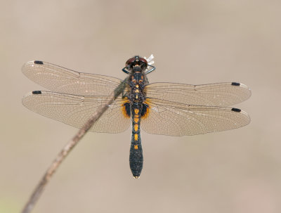 Leucorrhinia caudalis ( Bred Krrtrollslnda )