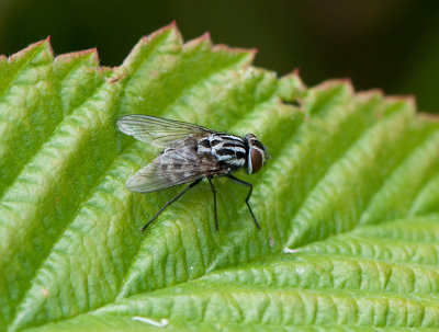 Graphomya maculata