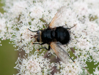 Tachina grossa