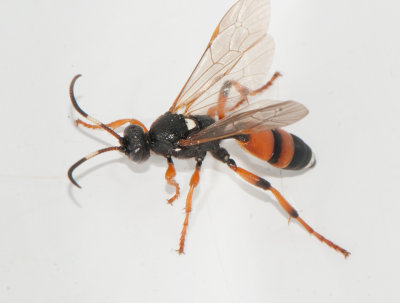 Ichneumonidae ( Brokparasitsteklar )