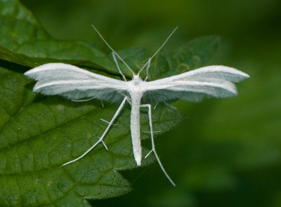 Pterophorus pentadactylus ( Vitt fjdermott )