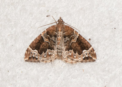 Trofta Blekinge 19.6-16