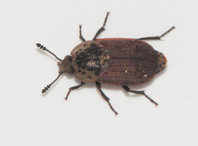 Thanatophilus dispar