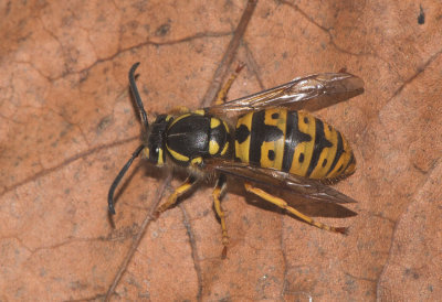 Vespula germanica ( Tyskgeting )