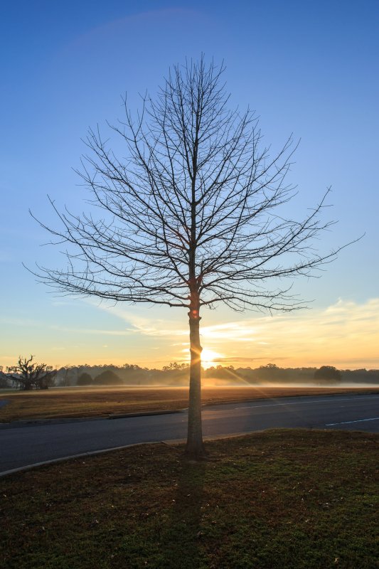 Small Tree at Sunrise