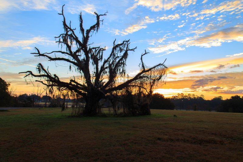 Oak at Sunrise 