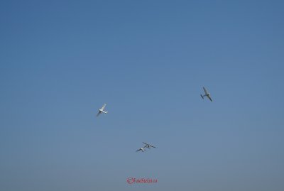 bias_2013-1.JPG