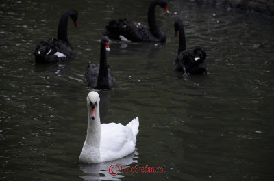 g9/31/798231/3/152722194.SctTuRoi.jpg