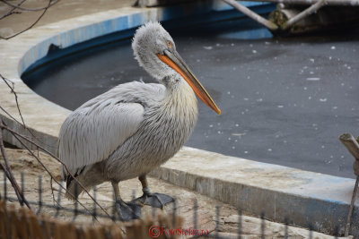 gradina-zoologica-baneasa-pelican-1.JPG