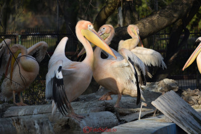 gradina-zoologica-baneasa-pelicani-51.JPG