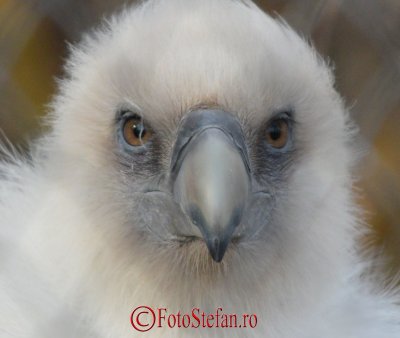 gradina-zoologica-baneasa-vultur-38.jpg