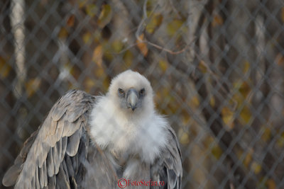 gradina-zoologica-baneasa-vultur-39.JPG