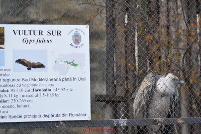 gradina-zoologica-baneasa-vultur-40.JPG