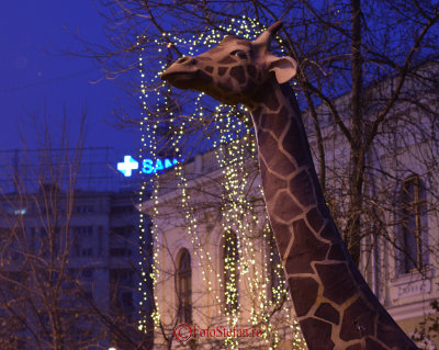 muzeul-antipa-girafa.JPG